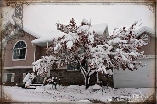 snow on japanese maple