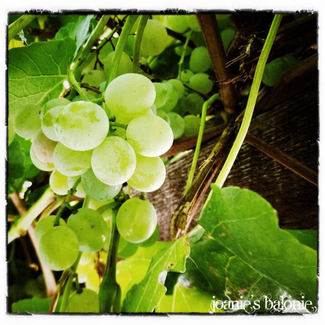 green grapes