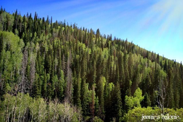 12- wasatch trees