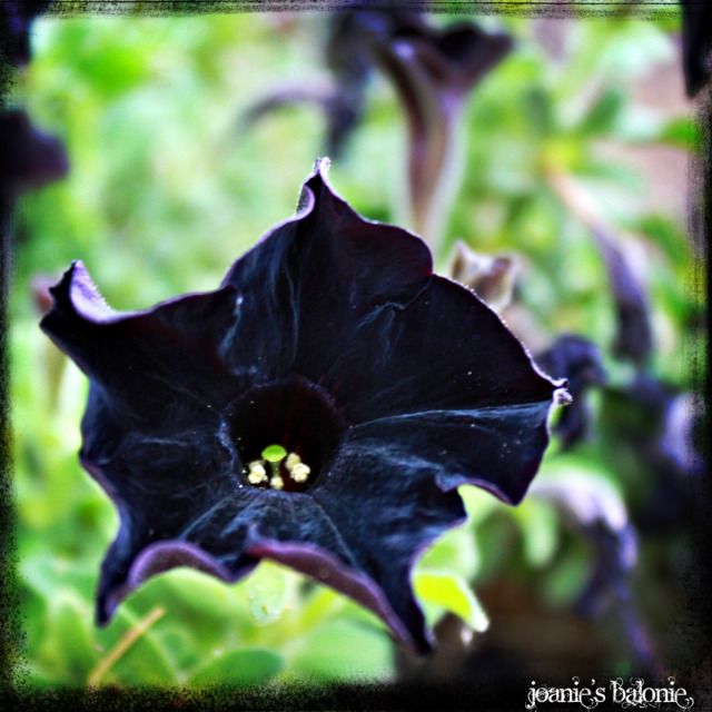 black petunia