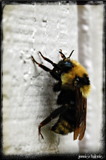 bumble bee