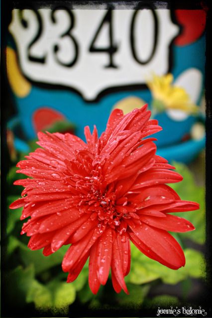 gerbera number