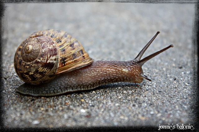 snail