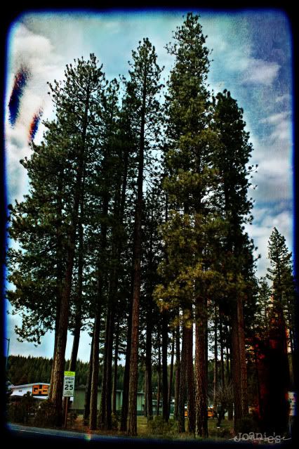 the dream trees