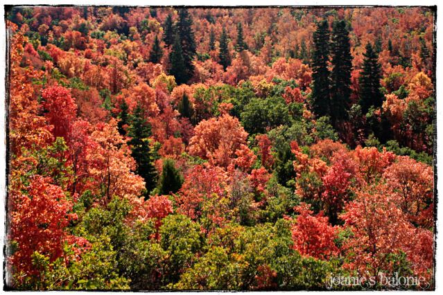 fall colors