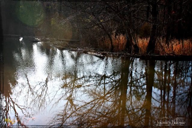 beaver dam