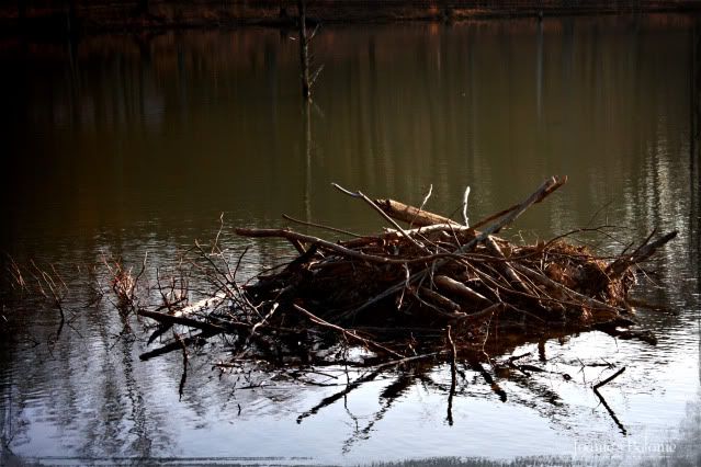 beaver hut
