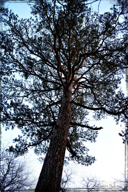 ponderosa pine