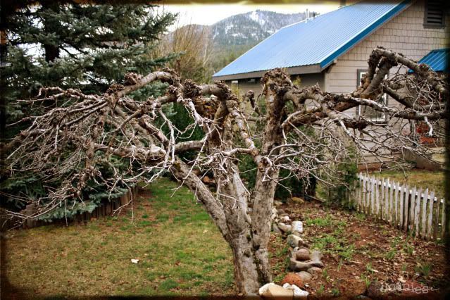 apple tree