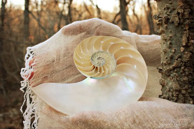 chambered nautilus