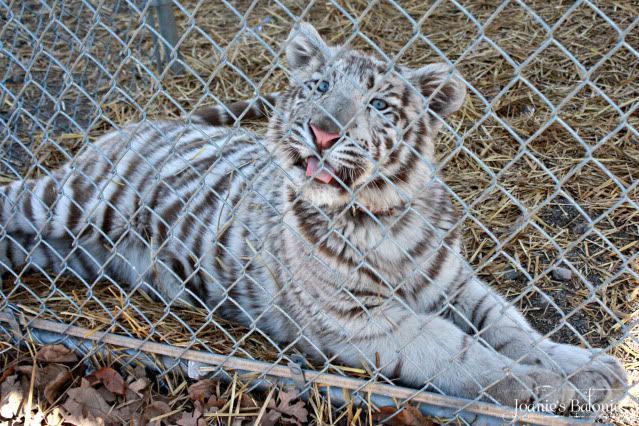 baby snow tiger