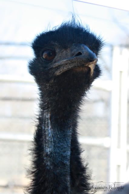 emu