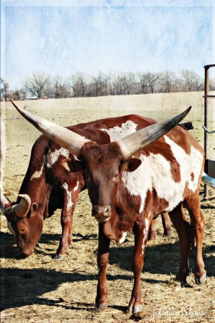 freak horns