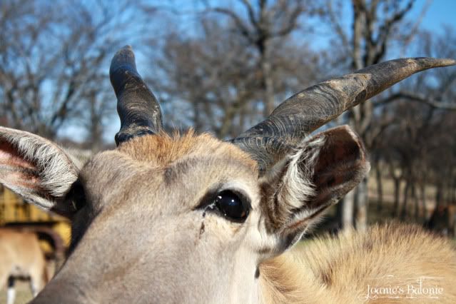 gazelle horns