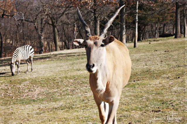 gazelle & zebra