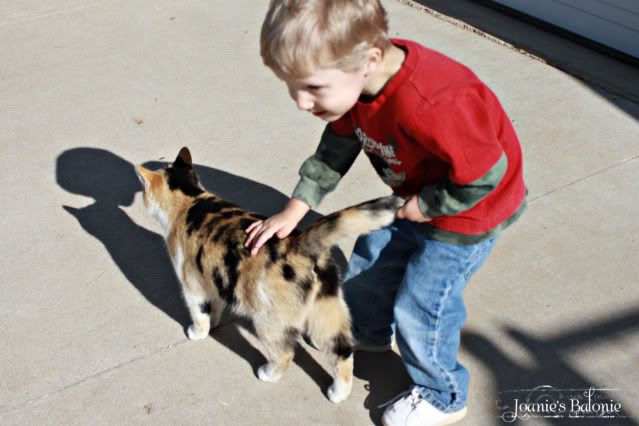 jackson & wildcat