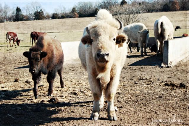 mama & baby bison