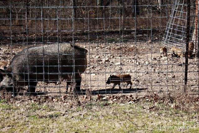 pack o piglets