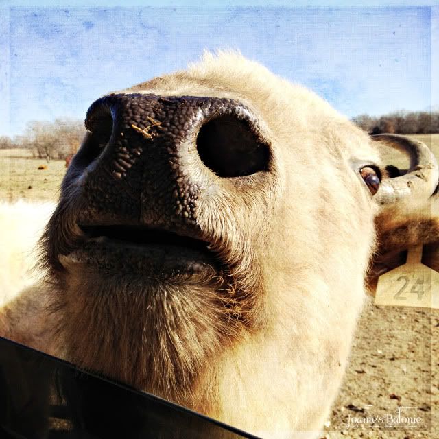 white bison
