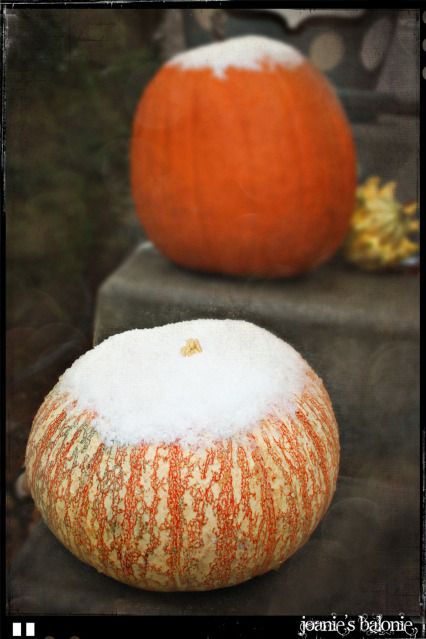 snow on pumpkins