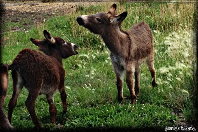 gamboling burros