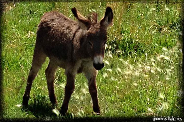 tiny burro