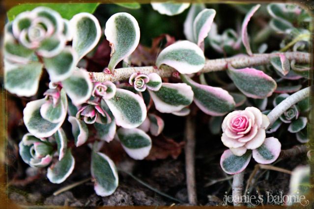 tri-colored sedum