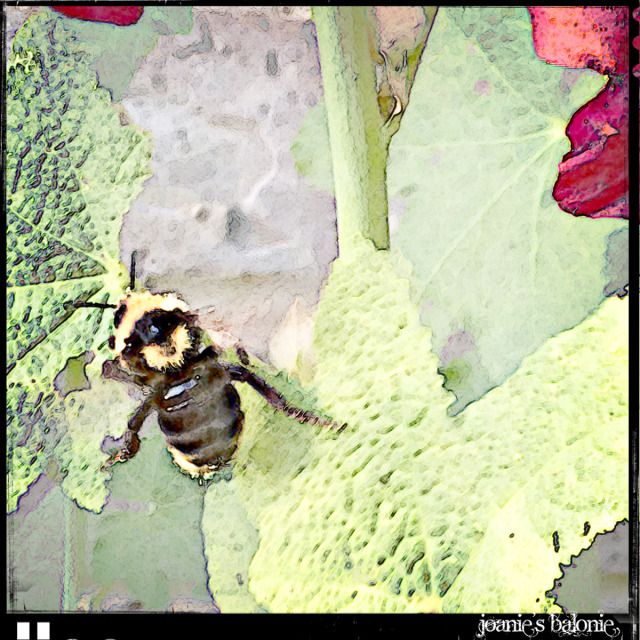 bumble bee filters