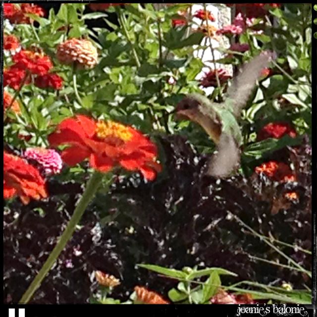 humming bird 3