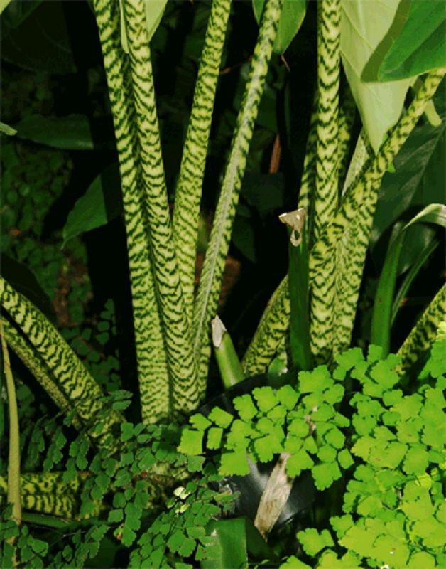 LIVE TIGER ELEPHANT EAR Narrow Leaf ZEBRA STRIPED STEMS Alocasia 