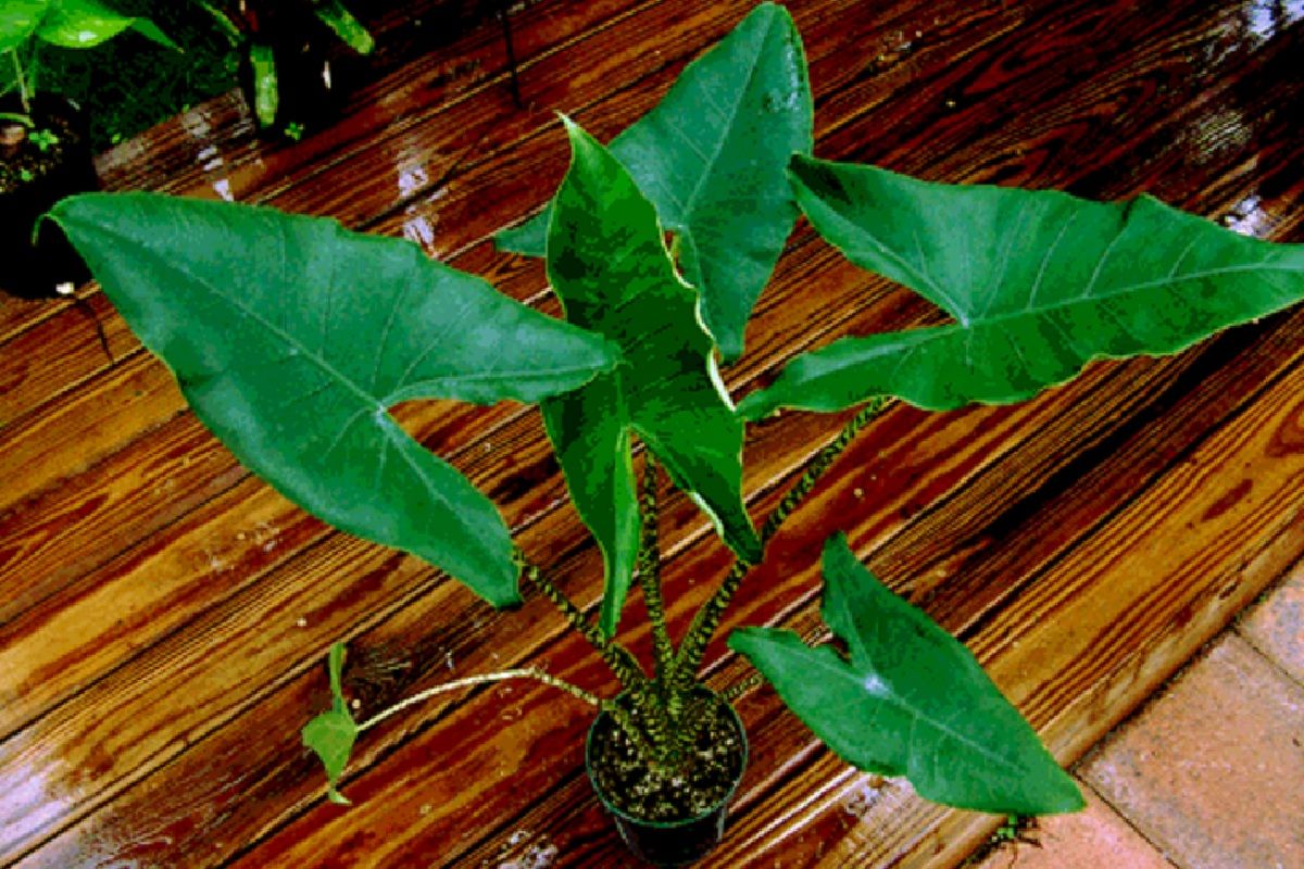 LIVE TIGER ELEPHANT EAR Narrow Leaf ZEBRA STRIPED STEMS Alocasia 