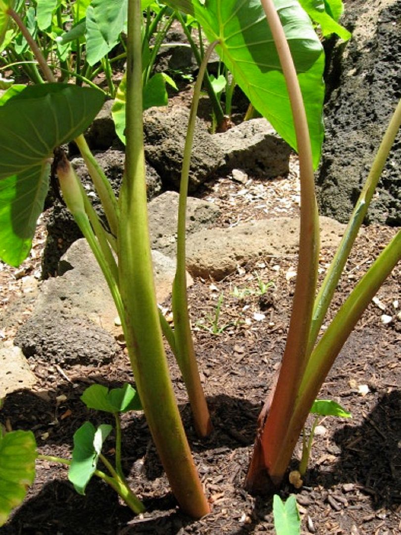 ~Mana ‘Ulu~ TARO Kalo POI UH#08 Native Hawaiian ELEPHANT EAR Live Plant ...