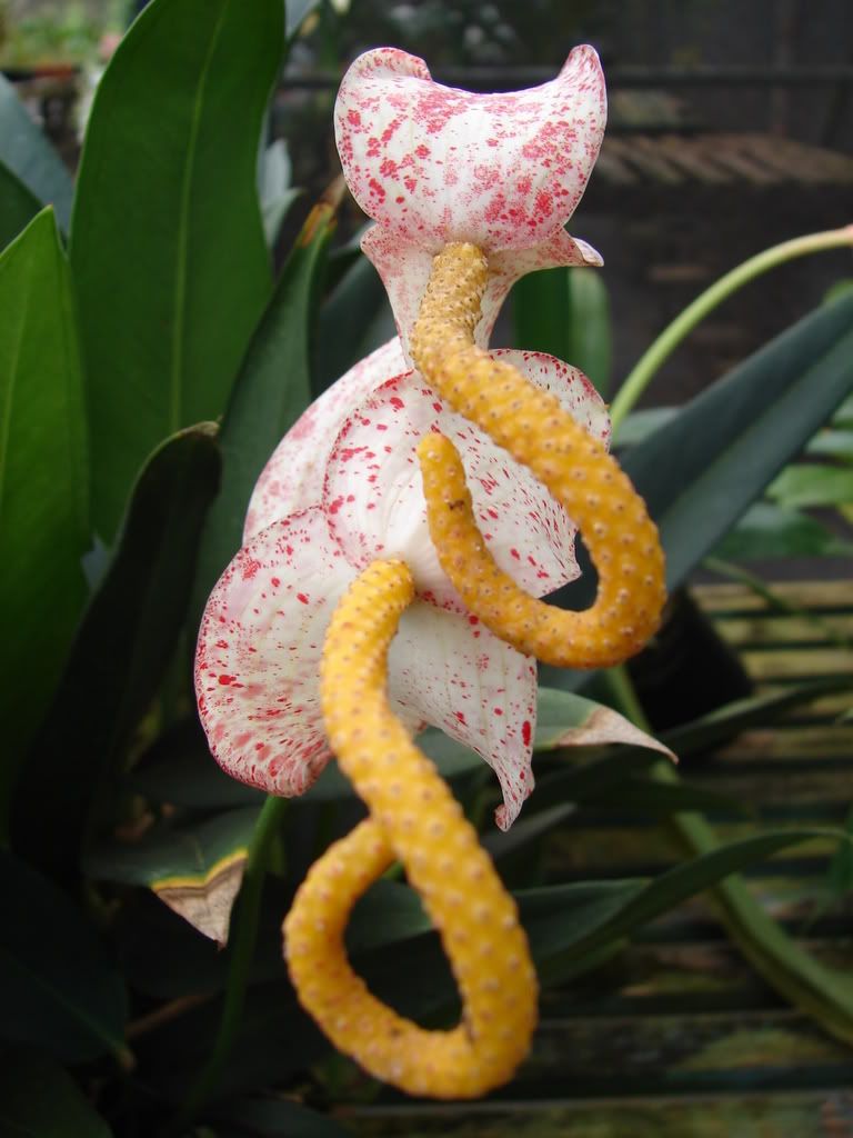 LIVE RARE ~Marble Queen~ Pigtail Anthurium Collectors  