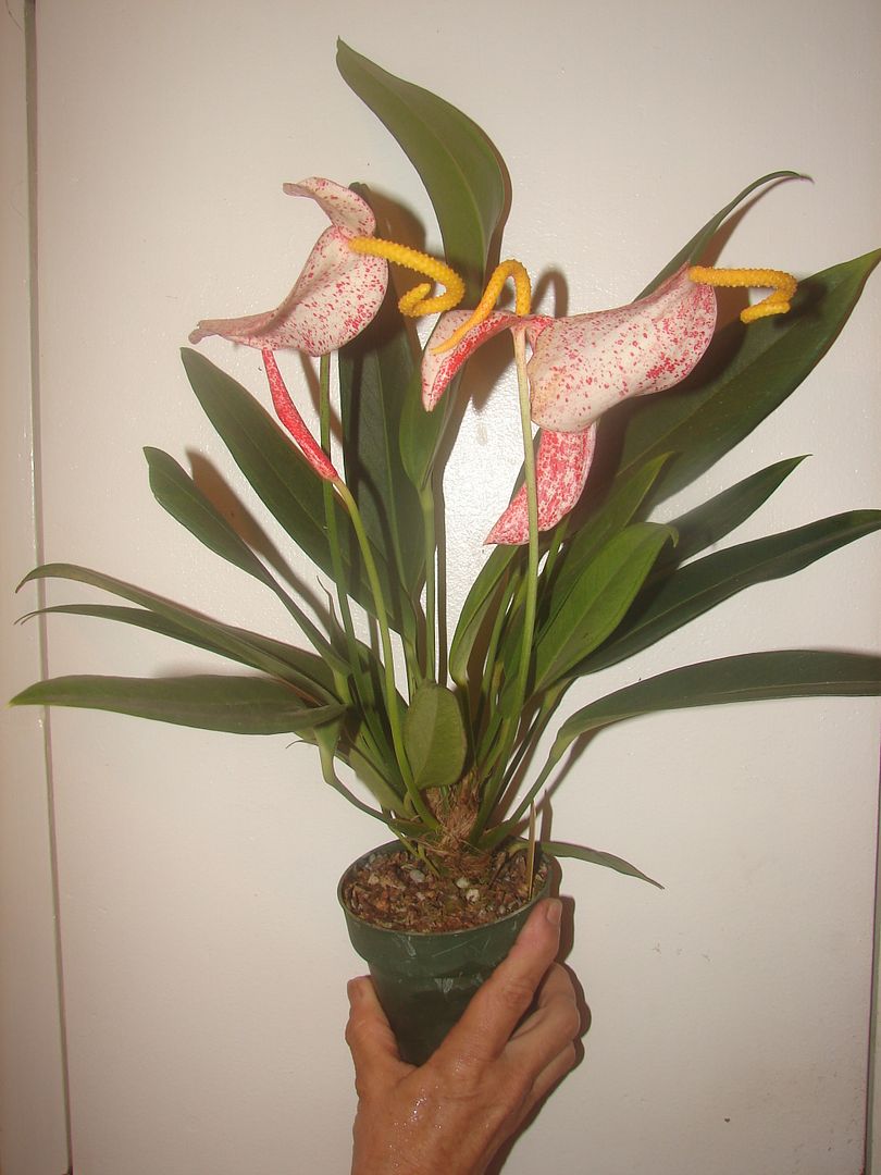 marble queen pigtail anthurium plant