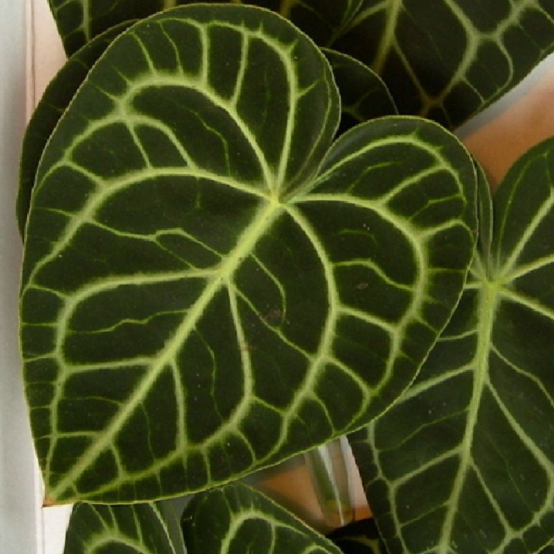 Live Velvet Cardboard Anthurium Clarinervium SM Ariod