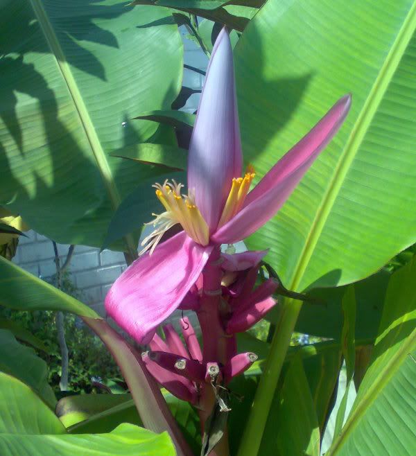 ~ROYAL PURPLE BANANA~ Ornamental Flowering BANANA PLANT Musa ornata 10 ...