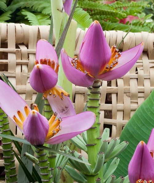 ~ROYAL PURPLE BANANA~ Ornamental Flowering BANANA PLANT Musa ornata 10 ...