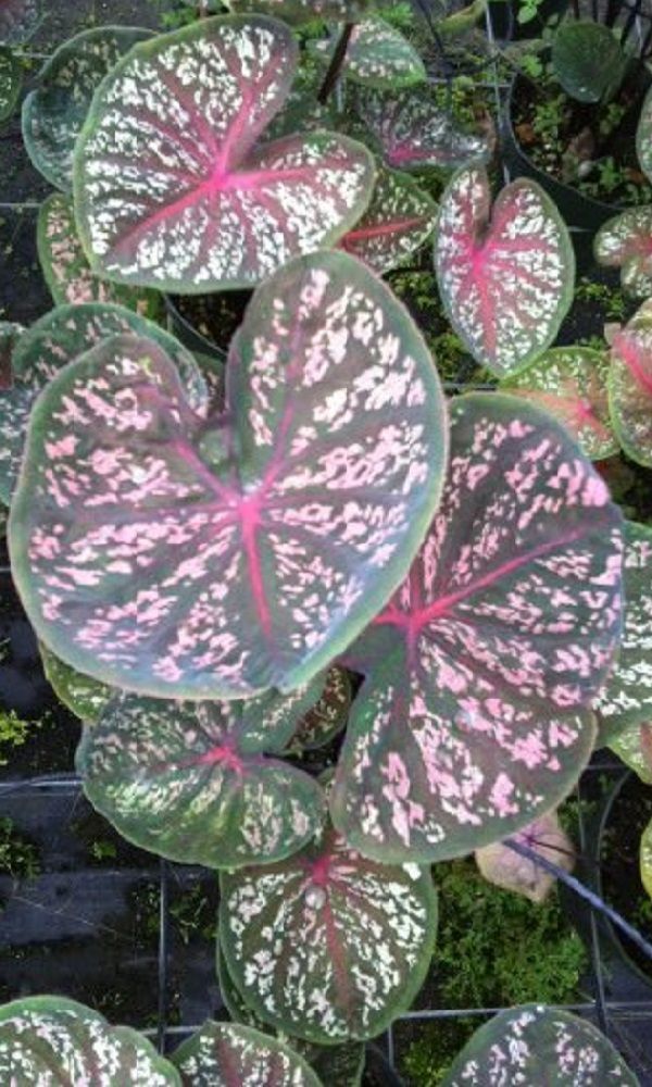 ~THAI STAR~ Dwarf Thai Caladium (Heart of Jesus) Elephant Ear Live ...