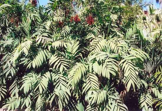   suckering bamboo like palms. Chamaedorea microspadix in Habitat