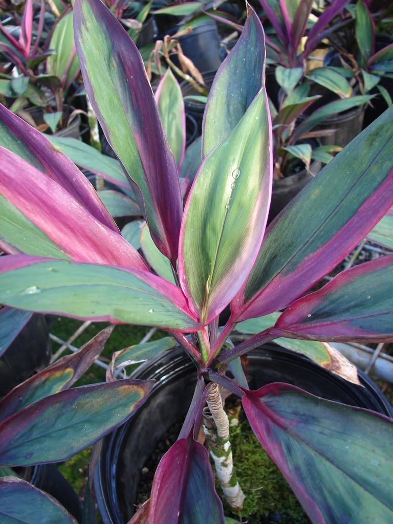 COLORFUL PURPLE PRINCE Ti LIVE Plant Hawaiian Cordyline | eBay