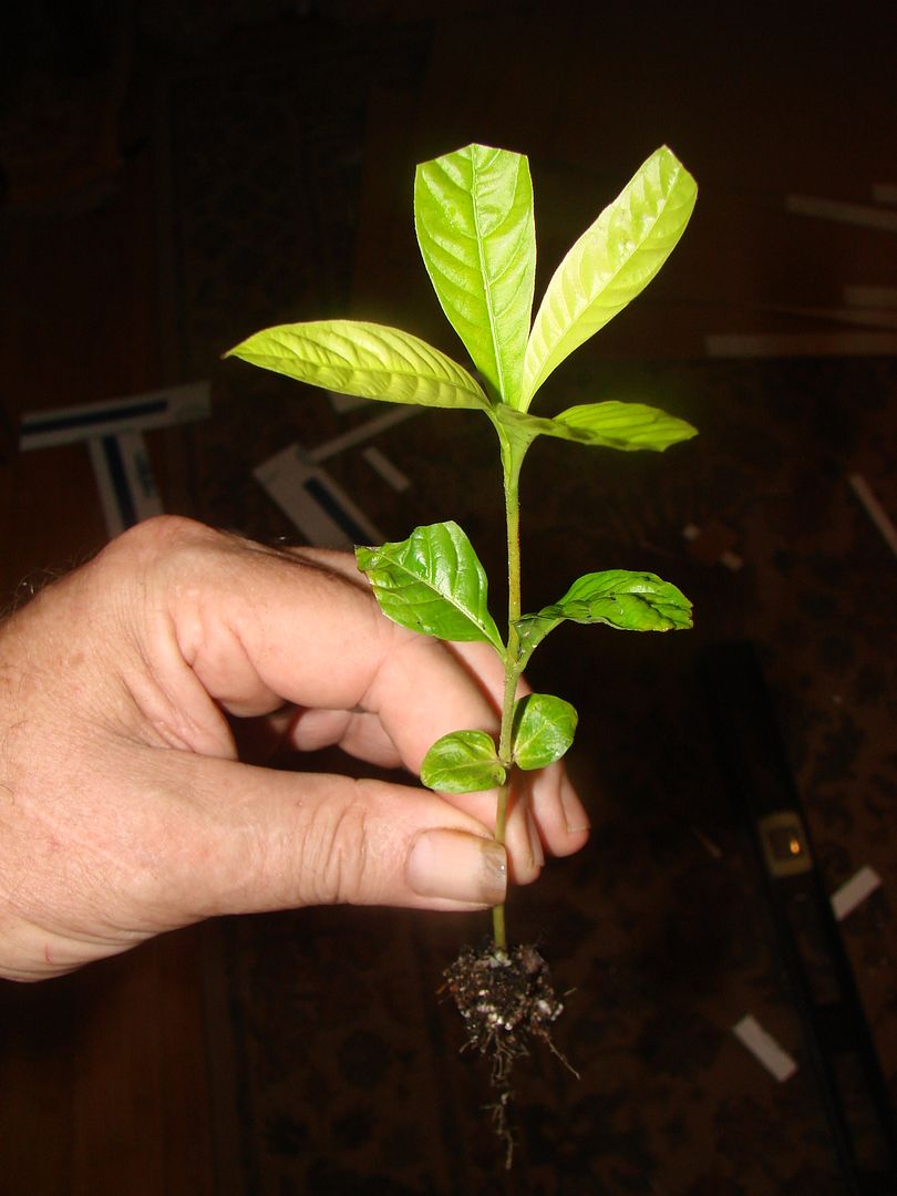 Sweetsop Annona Squamosa Sugar Apple Tropical RARE Fruit Tree Live 4 