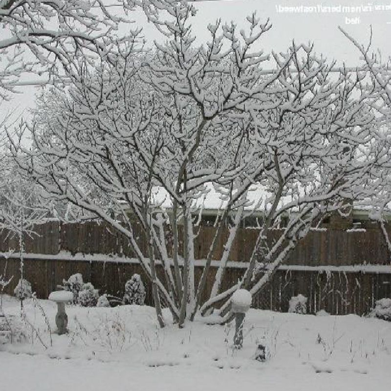 Cold Hardy Brown Turkey Fig Fruit Tree TX Everbearing