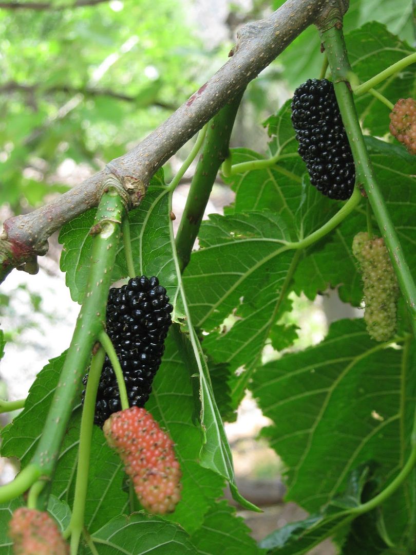 Polynesian Produce Stand : ~MULBERRY~ DWARF BLACK PERSIAN Morus nigra ...