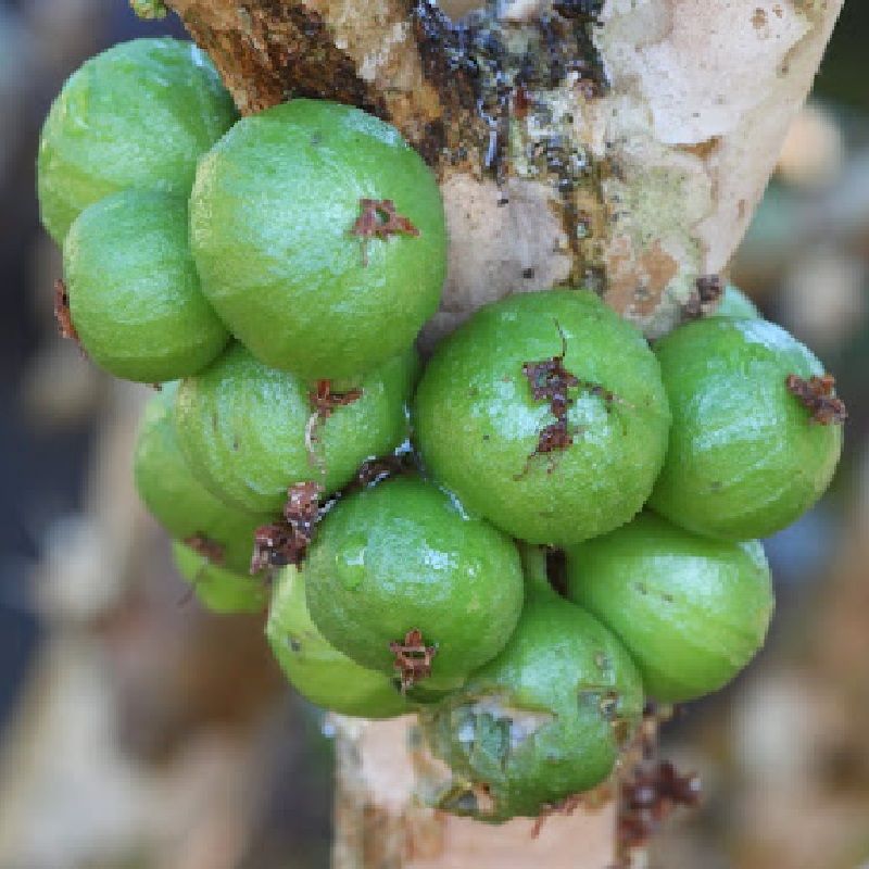 White Jaboticaba trees produce an abundance of delicious fruit 