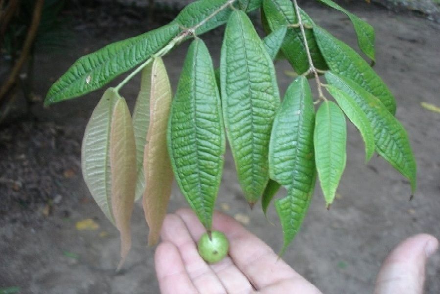   JABOTICABA Fruit Tree Myrciaria Aureana Brazilian White Grape Tree