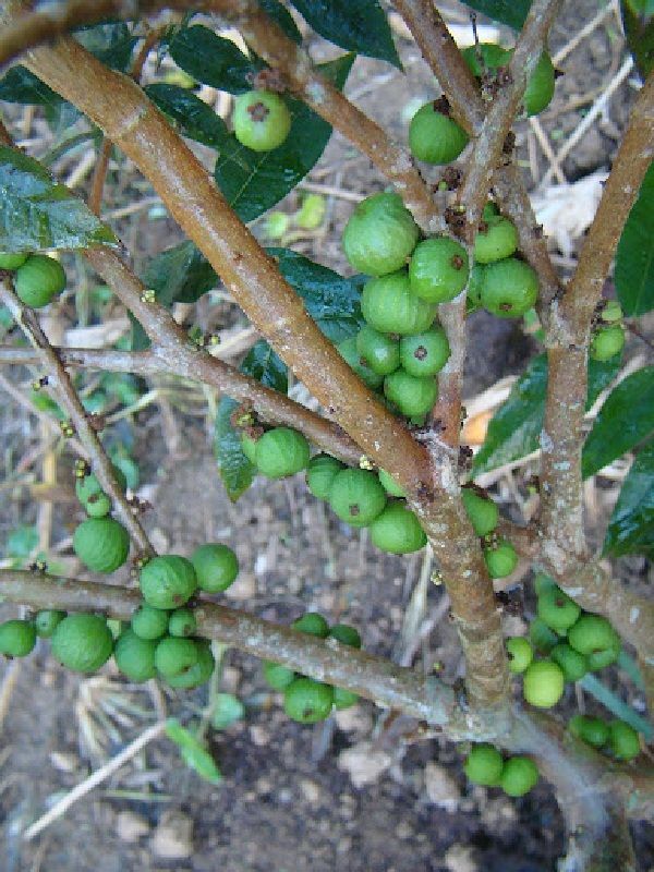 White Jaboticaba trees produce an abundance of delicious fruit 