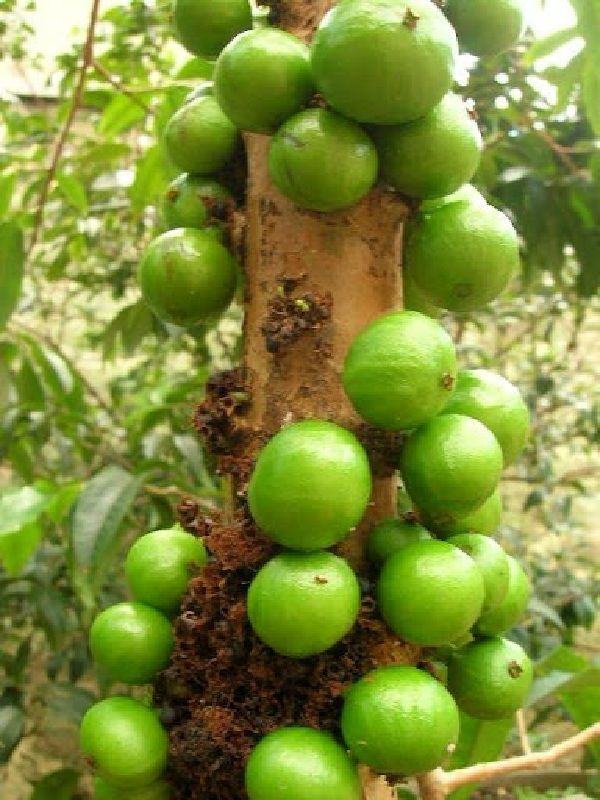 RARE WHITE JABOTICABA Fruit Tree Myrciaria Aureana Brazilian White ...