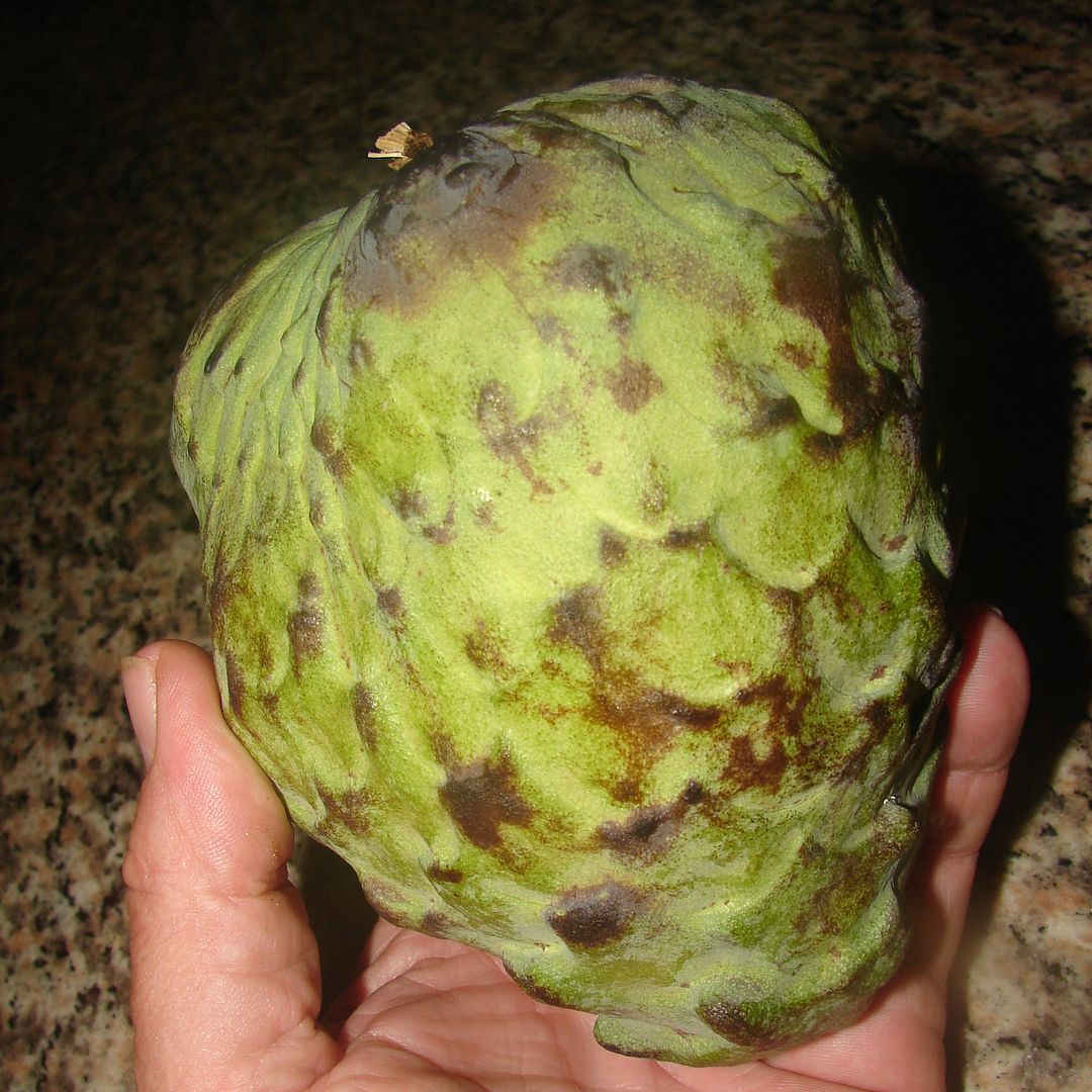   Annona species and considered one of the most exquisite fruits