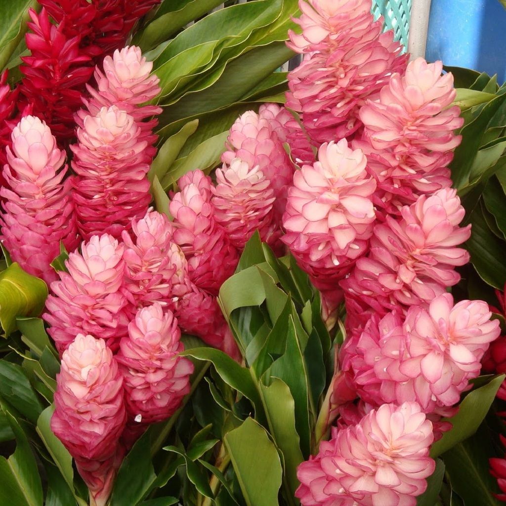 Polynesian Produce Stand : ~PINK OSTRICH PLUME GINGER~ Alpinia ...