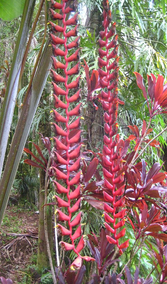 You are bidding on * fresh seeds collected and grown in Hawaii.